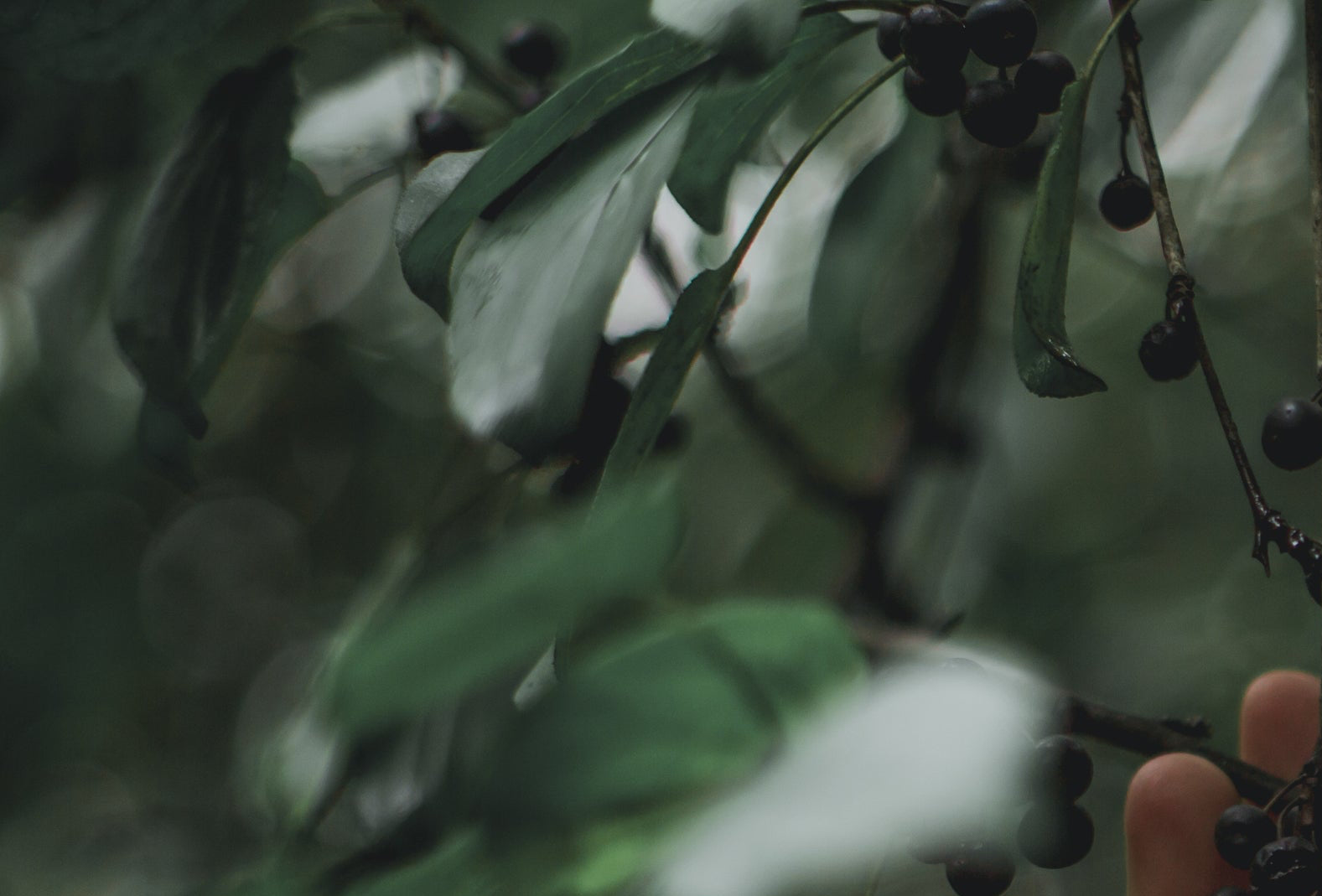 make opacity a little less