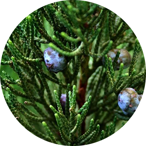 Kidney/Bladder Sustain Formula Tincture