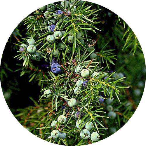 Kidney/Bladder Sustain Formula Tincture