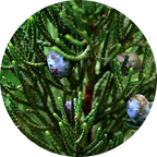 Kidney/Bladder Sustain Formula Tincture