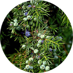 Kidney/Bladder Sustain Formula Tincture