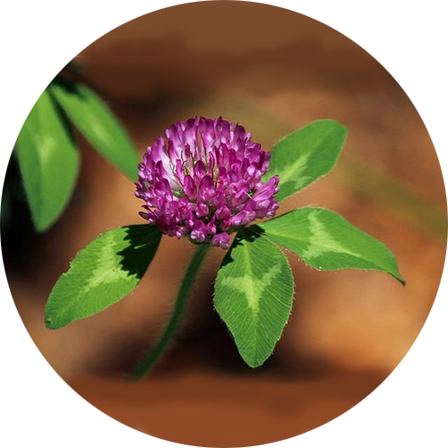 Red Clover Tincture [4 oz.]