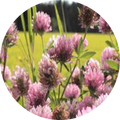 Red Clover - Dry
