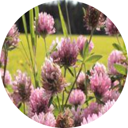 Red Clover - Dry