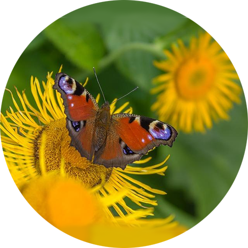 Upper Respiratory Formula Tincture